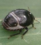 Galgupha species nymph