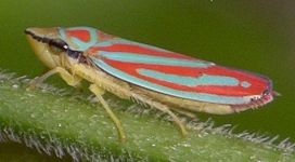 Graphocephala coccinea