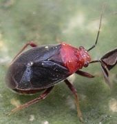 Halticotoma valida