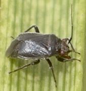 Halticotoma species