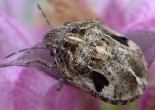 Homaemus proteus