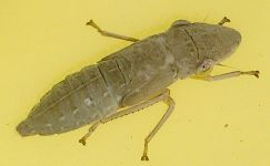 Homalodisca vitripennis nymph