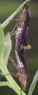 Homalodisca vitripennis mating