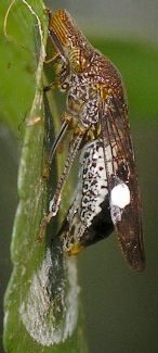 Homalodisca vitripennis laying eggs