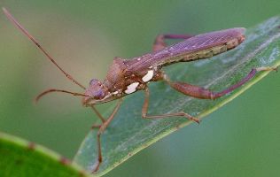 Hyalymenus tarsatus side view