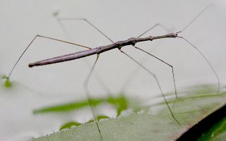 Hydrometra species