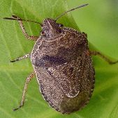 Hymenarcys species