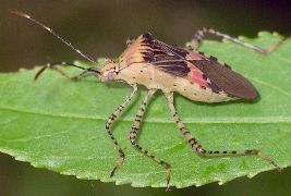 Hypselonotus punctiventris