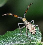 Hypselonotus punctiventris nymph