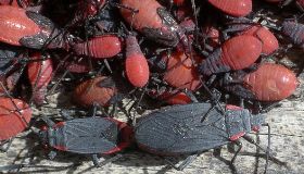 Jadera haematoloma mating and nymphs