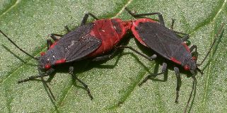 Jadera haematoloma mating