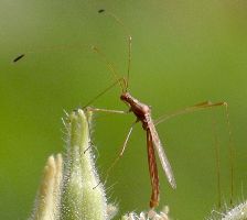 side view of Jalysus species