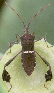 Leptoglossus phyllopus