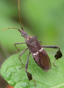 Leptoglossus zonatus