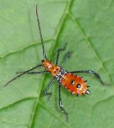 Leptoglossus species nymph