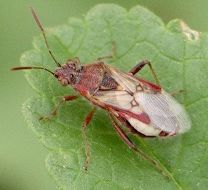 Liorhyssus hyalinus female