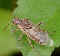 Liorhyssus hyalinus male