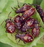 Liorhyssus hyalinus nymphs