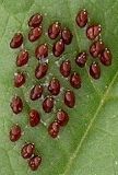 Liorhyssus hyalinus eggs