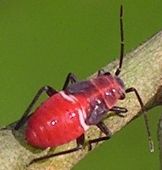 Lopidea major nymph