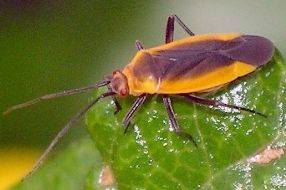 Lopidea species