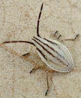 Mecidea major nymph
