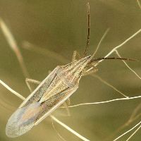 Mecidea major