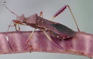 Megalotomus quinquespinosus