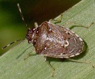 Mormidea cubrosa