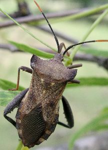 Mozena lunata female