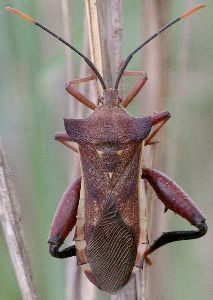 Mozena lunata male