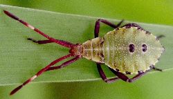 Mozena lunata nymph