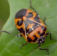 Murgantia histrionica