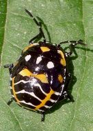 Murgantia histrionica nymph