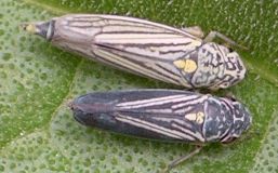 Neokolla dolobrata male and female