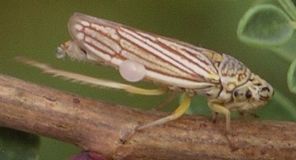 Neokolla dolobrata applying brochosomes to its wings