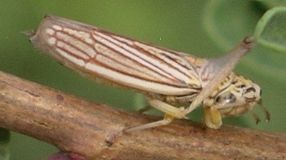 Neokolla uhleri applying brochosomes to its wings