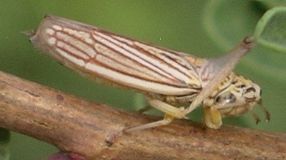 Neokolla uhleri applying brochosomes to its wings