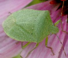 Nezara viridula