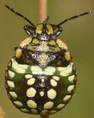 Nezara viridula nymph