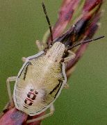 Oebalus pugnax nymph