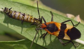 Oncopeltus fasciatus eating caterpillar