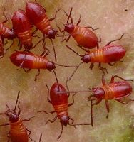 Oncopeltus fasciatus nymphs