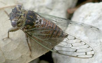 Pacarina puella