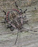 Brochymena arborea nymph