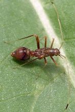 Paraxenetus guttulatus nymph