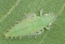 Paraulacizes irrorata nymph