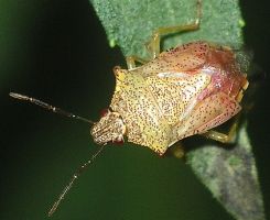 Podisus maculiventris