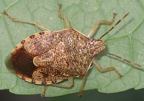 Podisus placidus