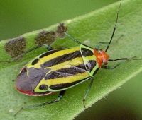 Poecilocapsus lineatus